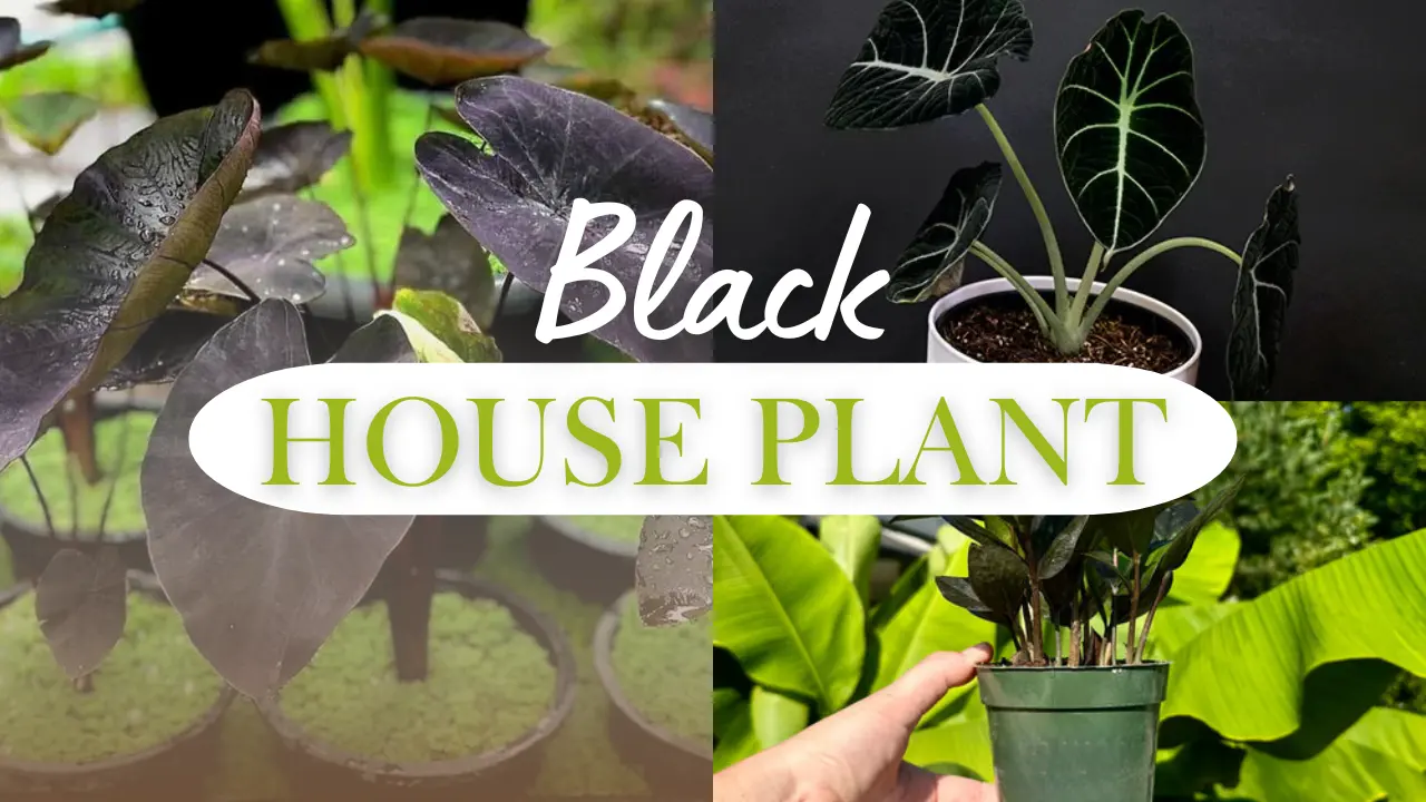 Black House Palnt